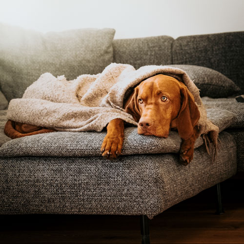 Samu auf dem Sofa