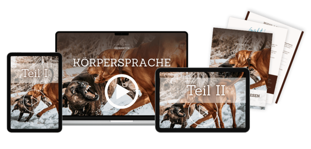 Körpersprache MockUp