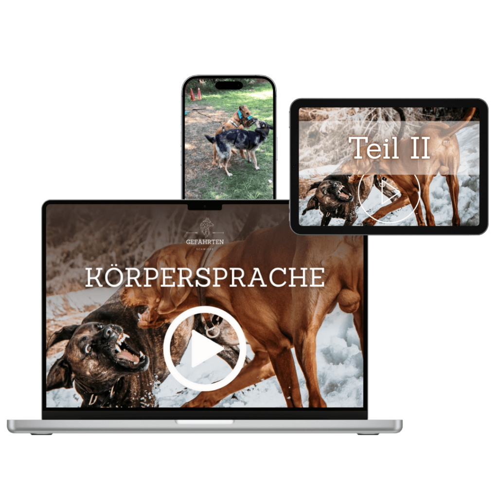 Hunde Körpersprache Video 2